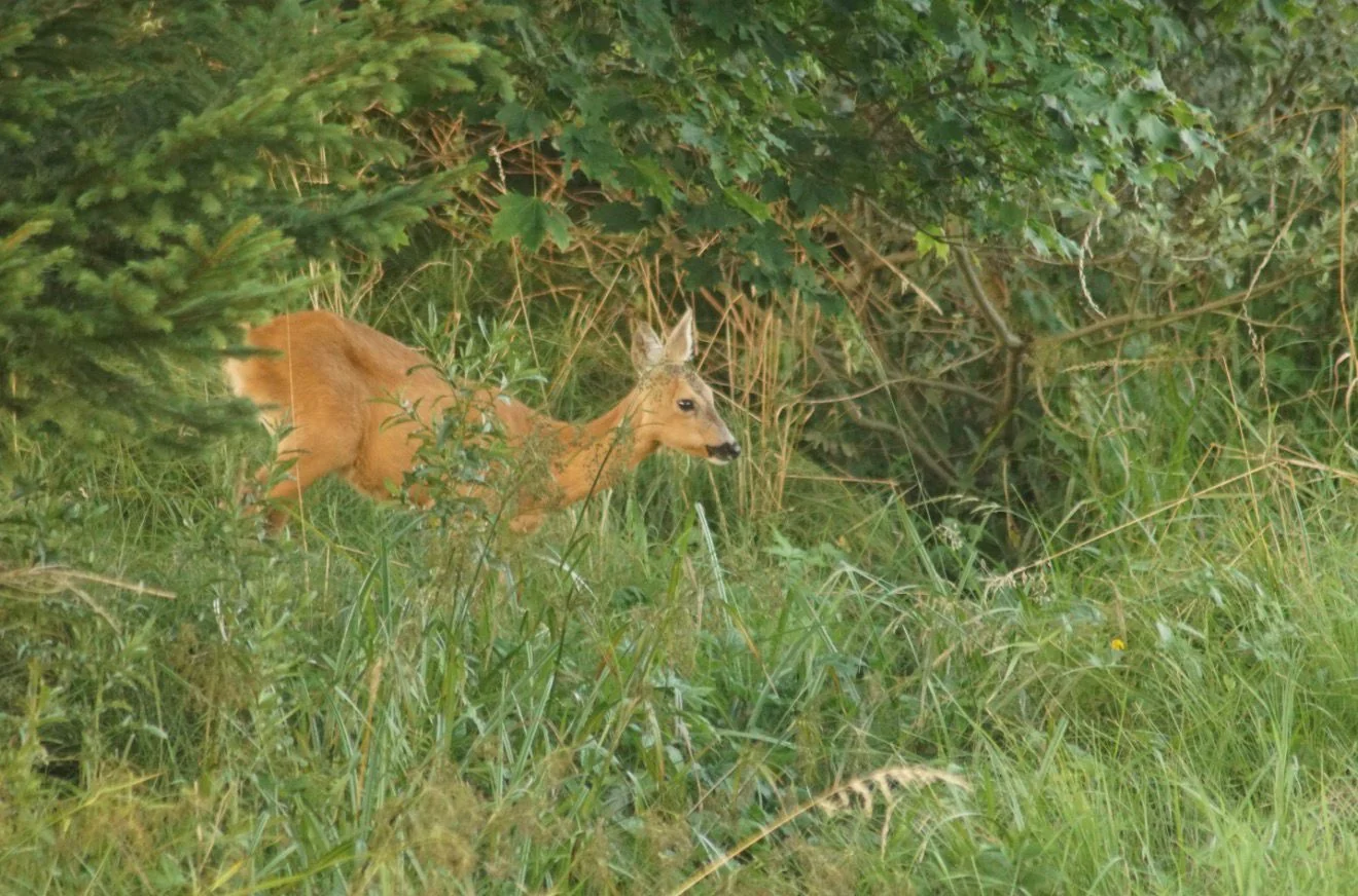 Rehwild im hohen Gras vor Gebüsch, wie es dem Jäger im Revier begegnet