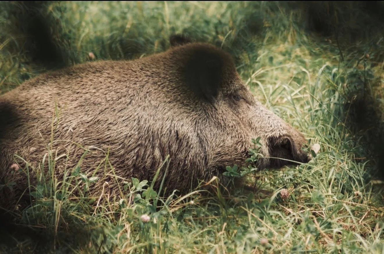 Wildschwein im hohen Gras, dessen Organe der Jäger nach dem Erlegen beim Aufbrechen beurteilt